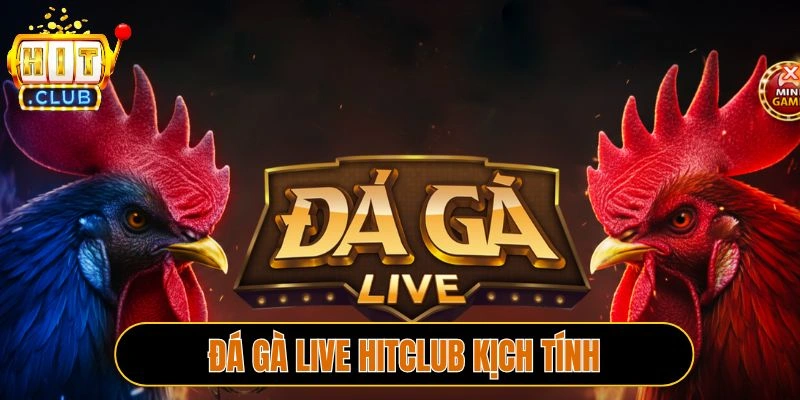 Đá gà live Hitclub kịch tính